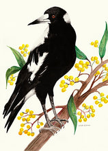Load image into Gallery viewer, australian_magpie_watercolour_oz-art
