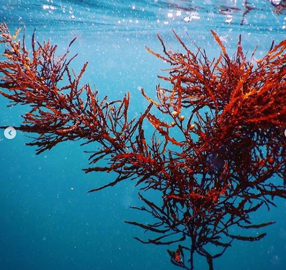 seaweed_cabbage_tree_bay_floating_along_oz-art