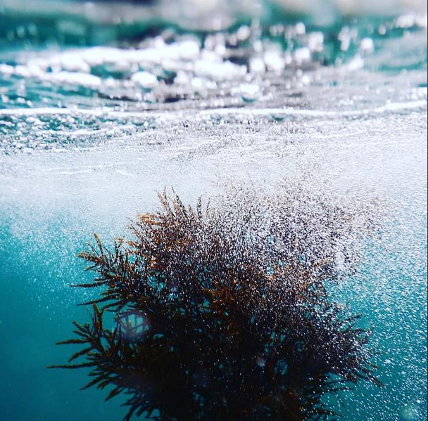 Seaweed Art one of Jacqui Major faviourite subjects, shot in Cabbage Tree Bay Manly Australia