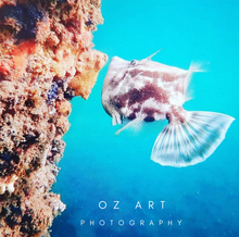 Load image into Gallery viewer, Pot Bellied Leather Jacket Off the Pool Clifton Gardens Mosman Australia
