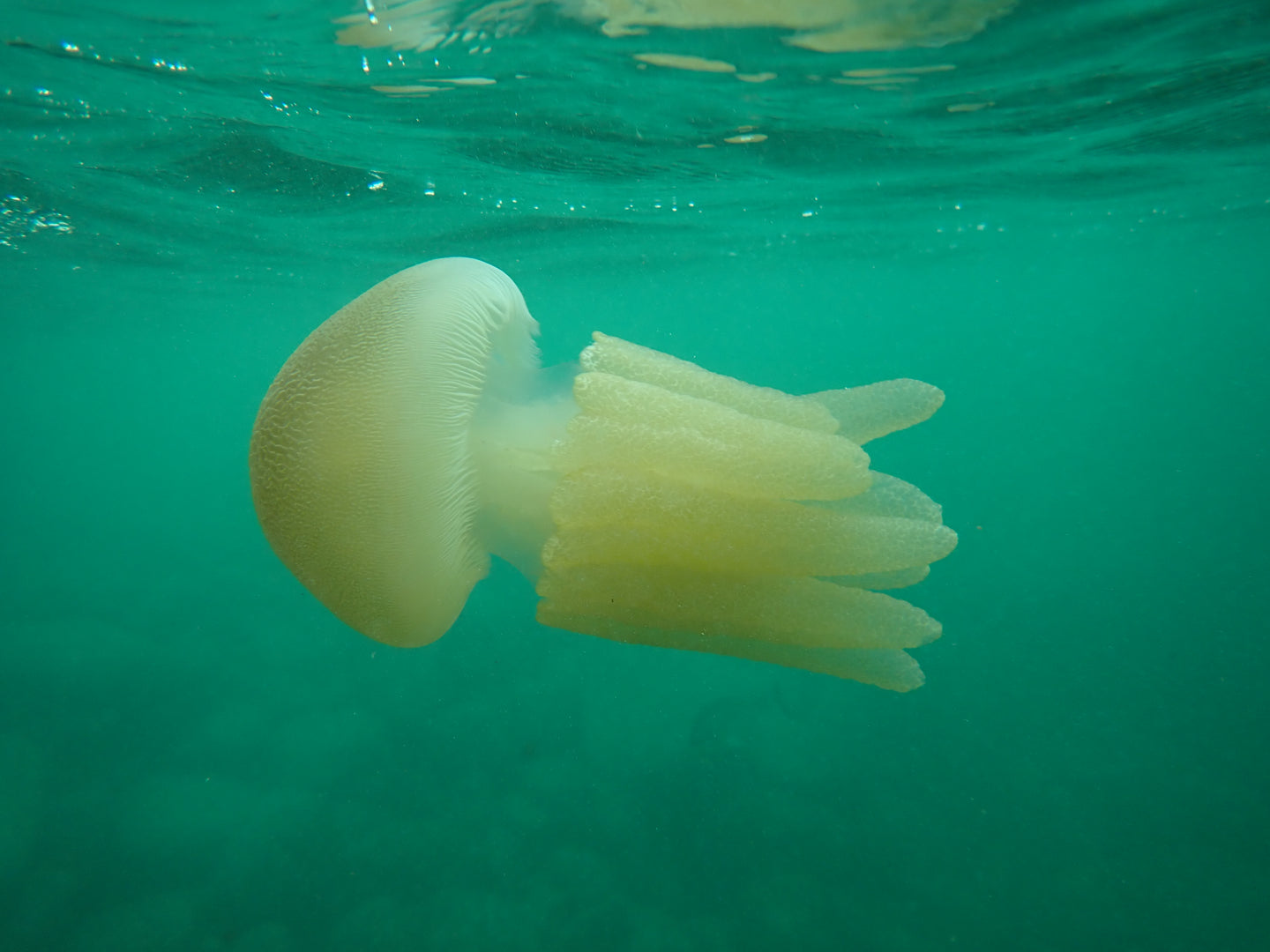 Man Of War Jelly Fish - Cabbage Tree Bay Manly Sydney Australia