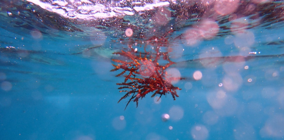 Weed_on_the_tide_cabbage_tree_art_oz-art_manly