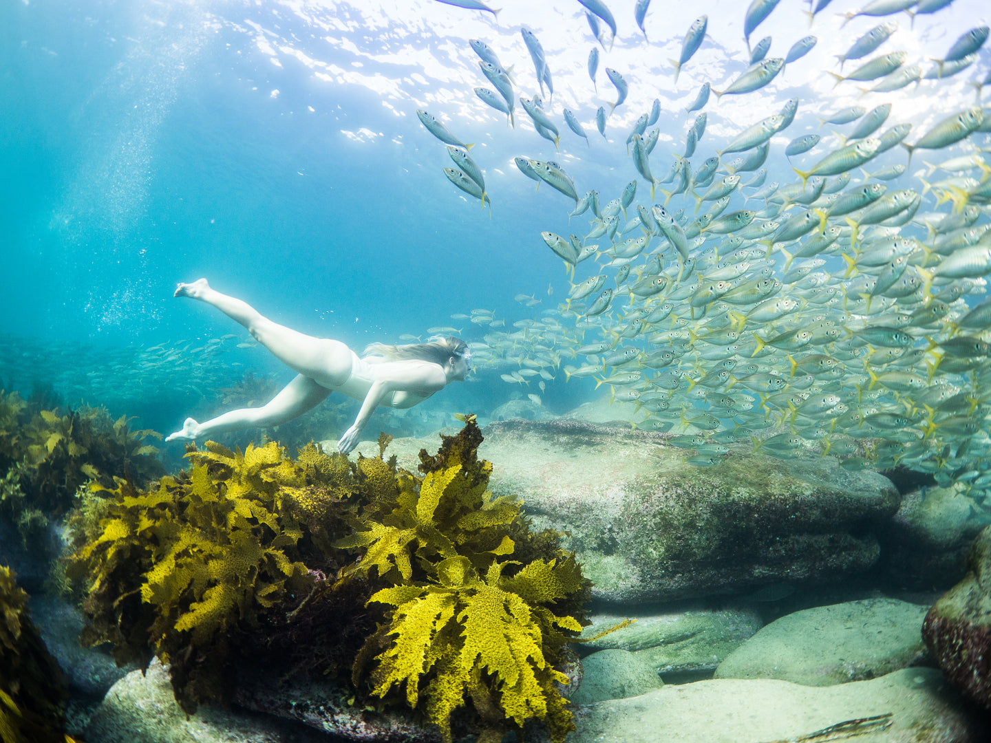 Free Diver Dead Mans Reef Ngan Le Tran