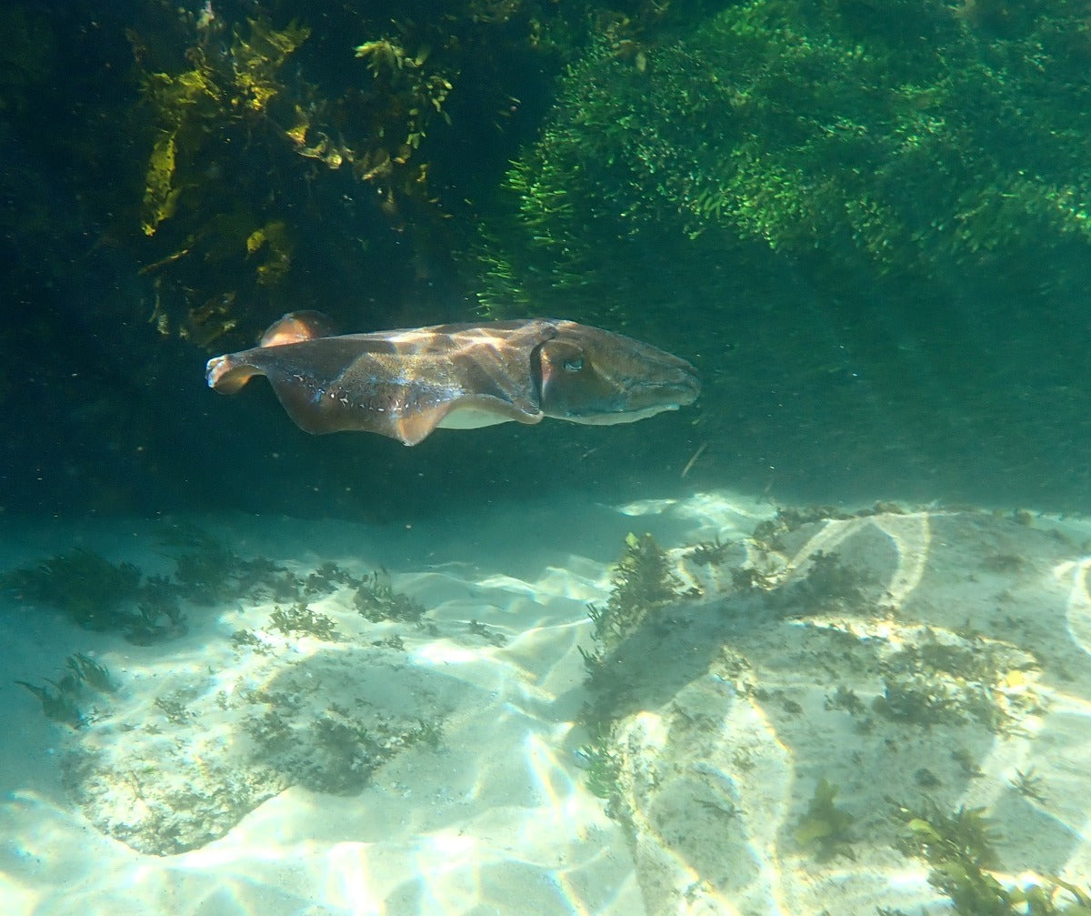 The Cabbage Tree Cuttlefish Manly NSW Sydney