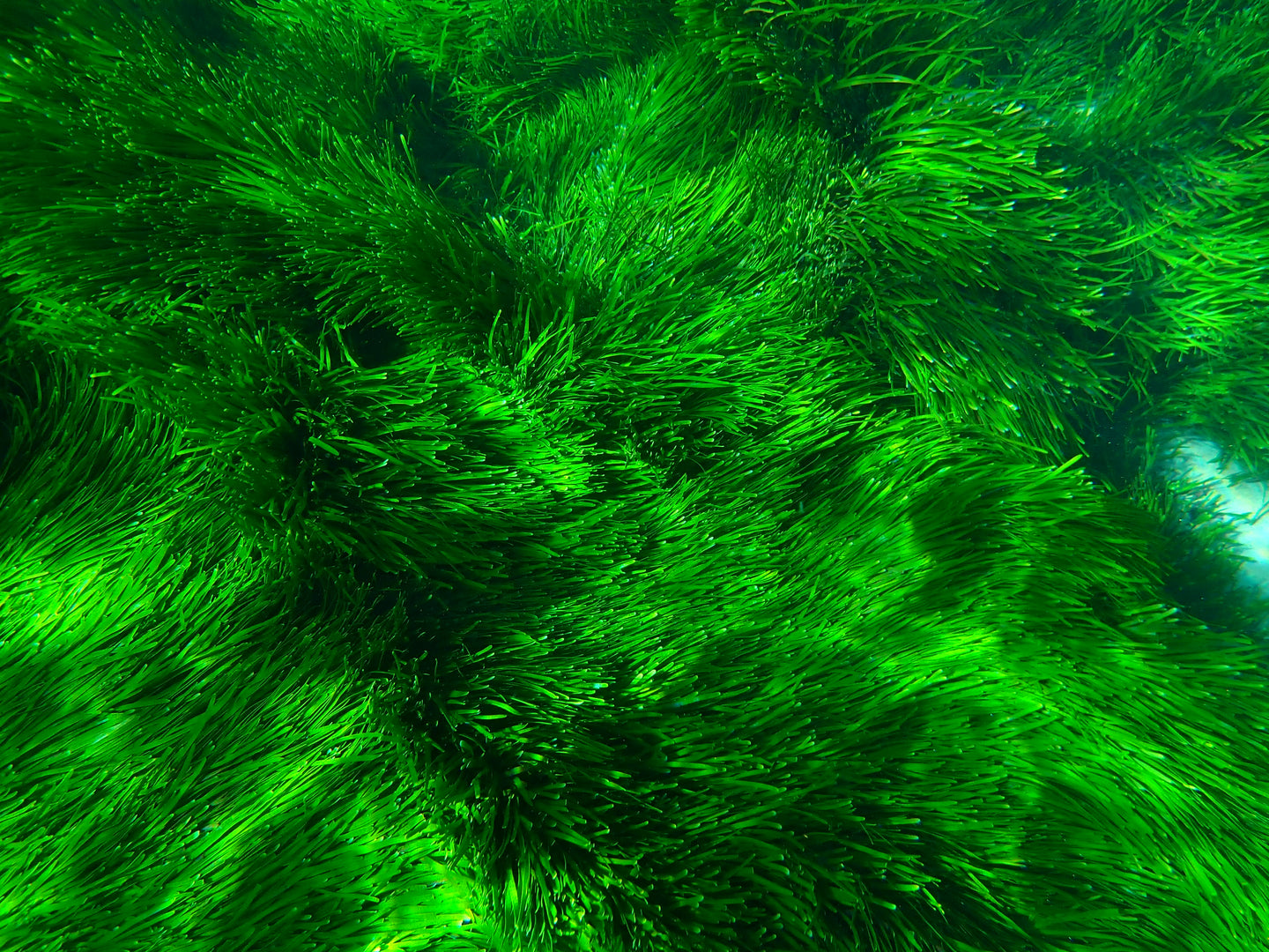 Green Weed Cabbage Tree Bay