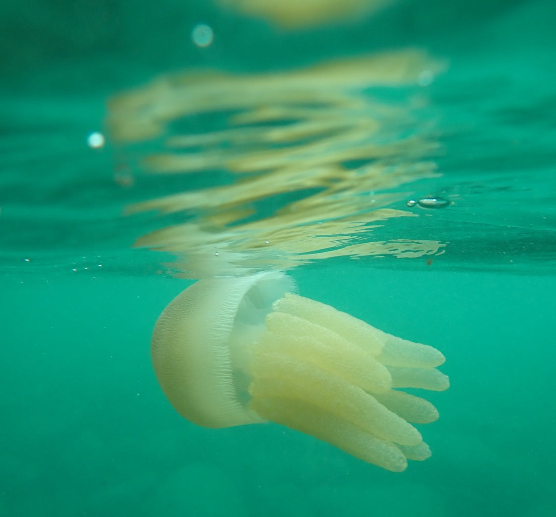 Jelly Fish Cabbage Tree Bay Manly Sydney Australia