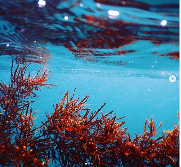 Seaweed Float Cabbage Tree Bay Manly Australia